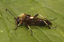 Ulochaetes leoninus - photo 4