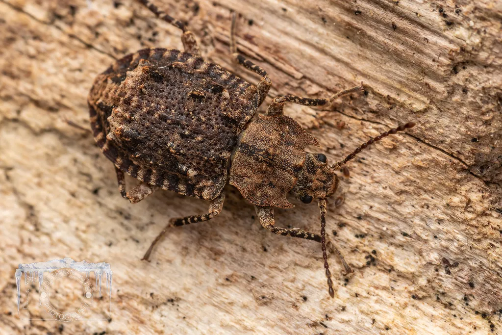 Ulodidae - photo 2