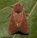 Ulolonche consopita - Hodges#10568