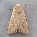 Ulolonche consopita - Hodges#10568 - photo 4