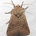 Sheathed Quaker - Hodges#10567 - photo 2
