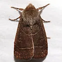 Sheathed Quaker - Hodges#10567 - photo 3
