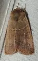 Sheathed Quaker - Hodges#10567 - photo 4