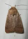Sheathed Quaker - Hodges#10567 - photo 5