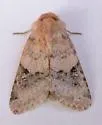 Ulolonche dilecta - Hodges#10572