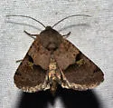 Ulolonche dilecta - Hodges#10572 - photo 3