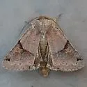 Ulolonche dilecta - Hodges#10572 - photo 4