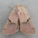 Ulolonche dilecta - Hodges#10572 - photo 5
