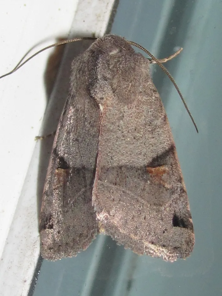 Ulolonche disticha - Hodges#10573 - photo 2