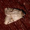 Ulolonche fasciata - Hodges#10570