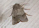 Modest Quaker - Hodges#10569