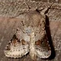 Modest Quaker - Hodges#10569 - photo 4