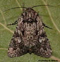 Ulolonche orbiculata - Hodges#10574 - Ulolonche orbiculata