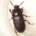 Uloma imberbis