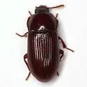 Uloma imberbis - photo 3