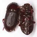 Uloma imberbis - photo 4