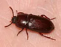 Uloma impressa