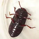 Uloma impressa - photo 2