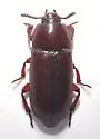 Uloma longula