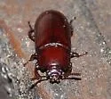 Uloma longula - photo 2