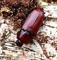 Uloma mentalis