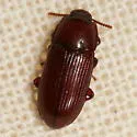 Uloma mentalis - photo 2