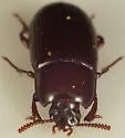Uloma mentalis - photo 5