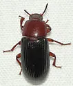 Uloma retusa