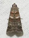 Ulophora groteii - Hodges#5900