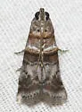 Ulophora groteii - Hodges#5900 - photo 2