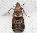Ulophora groteii - Hodges#5900 - photo 4