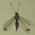 Ululodes bicolor