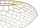 Ululodes bicolor - photo 5