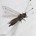 Ululodes floridanus - photo 3