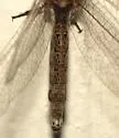 Ululodes floridanus - photo 4