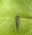 Ululodes floridanus - photo 5