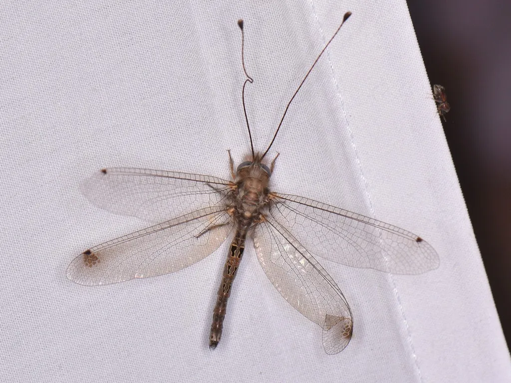 Macleay's Owlfly