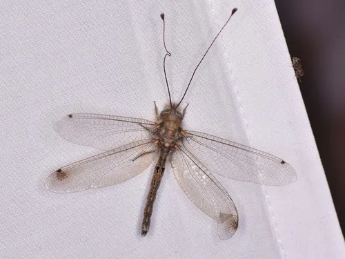Macleay's Owlfly - photo 2