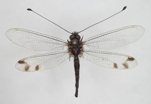 Four-spotted Owlfly
