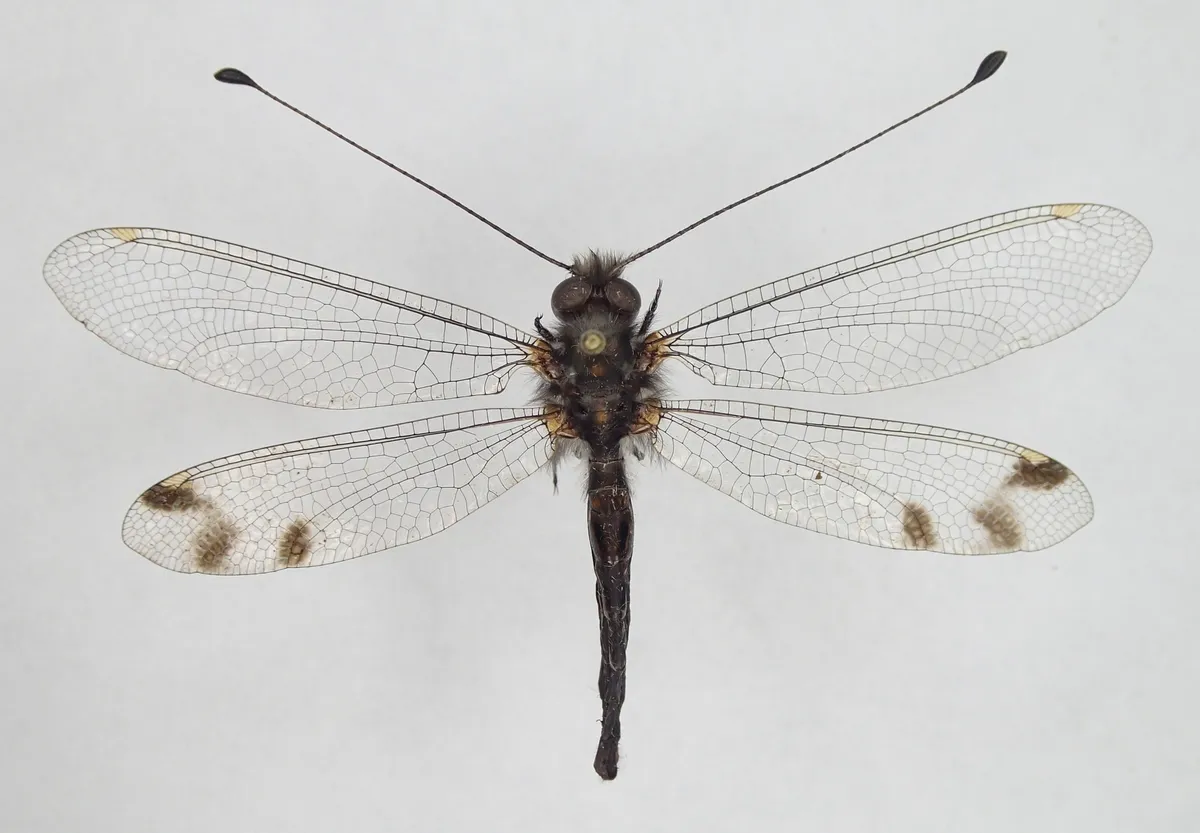 Four-spotted Owlfly - photo 2
