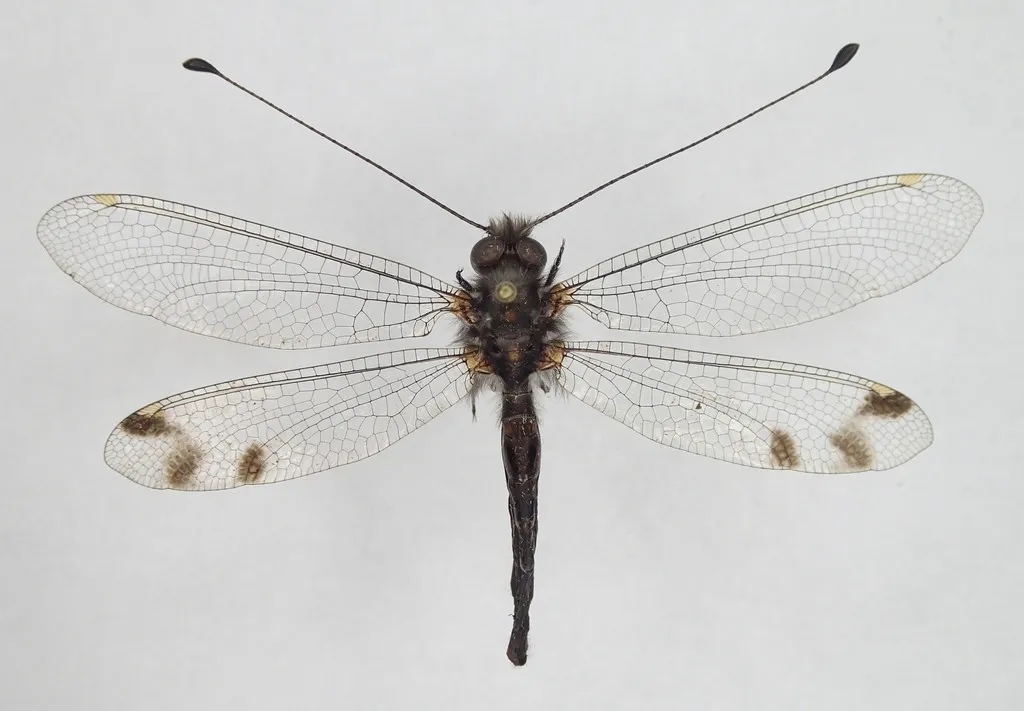 Four-spotted Owlfly - photo 3