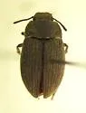 Ulus maritimus