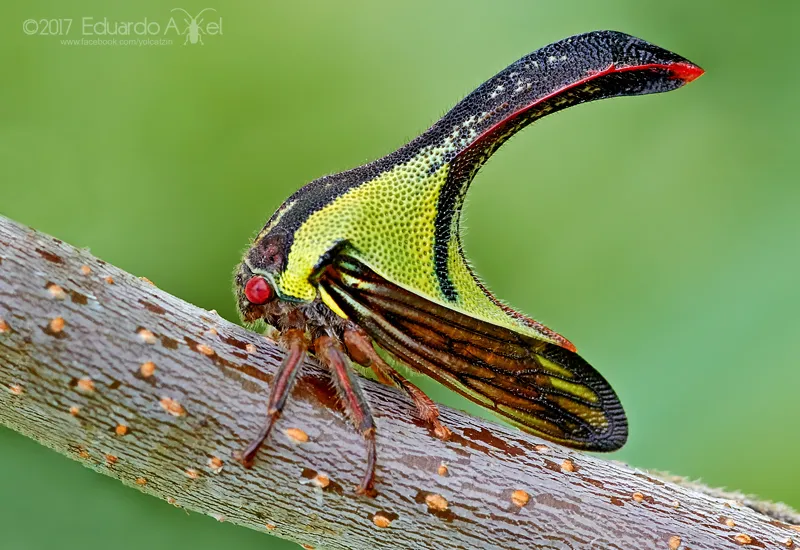 Thorn Treehopper