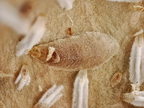 Unaspis euonymi