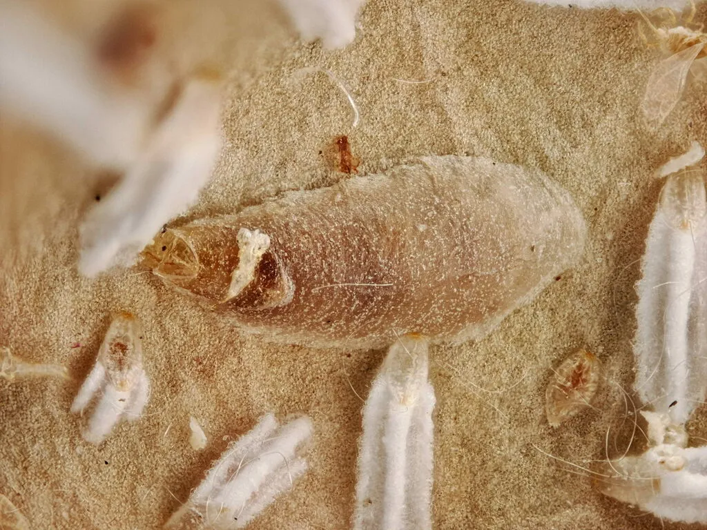 Unaspis euonymi - photo 2