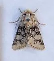 Unciella flagrantis - Hodges#10112