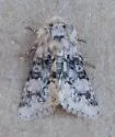 Unciella flagrantis - Hodges#10112 - photo 2
