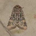 Unciella flagrantis - Hodges#10112 - photo 3