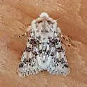 Unciella flagrantis - Hodges#10112 - photo 4