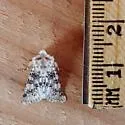 Unciella flagrantis - Hodges#10112 - photo 5